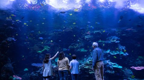 Das Atlanta-Aquarium auf Animal Planet