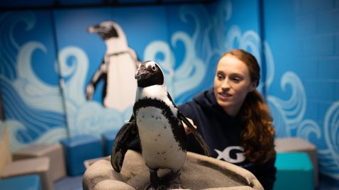 Das Atlanta-Aquarium auf Animal Planet