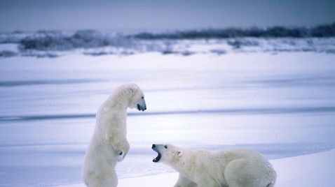 Wilde Arktis auf National Geographic Wild