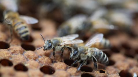 Die Honigsammler von Yunnan auf Bergblick