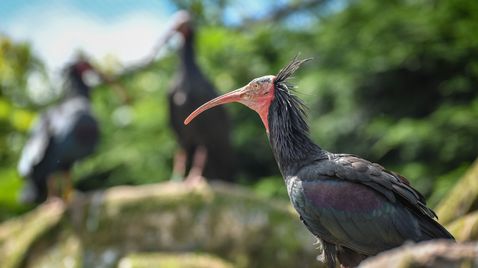 Zoo und so - Tierisch wild! auf Sky Nature