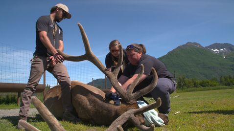 Alaskas Wildtier-Retter auf National Geographic Wild