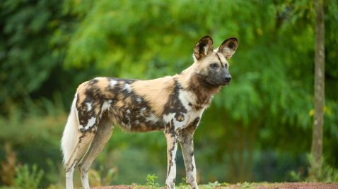 Zoo und so - Tierisch wild! auf Sky Nature