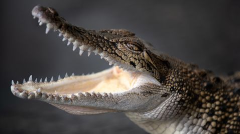 Die Irwins - Crocodile Hunter Family auf Animal Planet