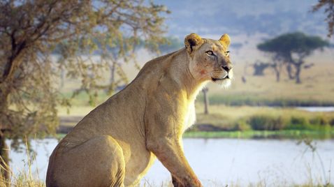 Serengeti auf ZDFneo