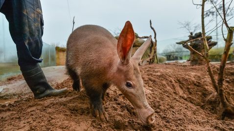 Zoo und so - Tierisch wild! auf Sky Nature