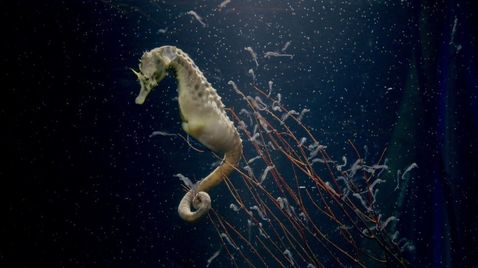 Zoo und so - Tierisch wild! auf Sky Nature