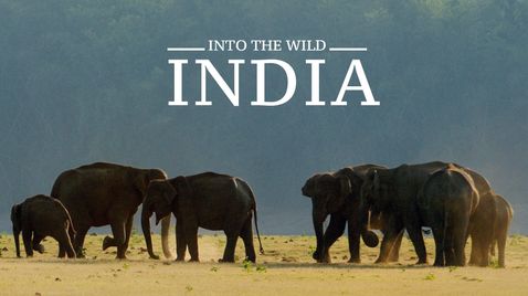 Into the Wild: Indien auf Sky Nature