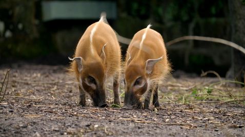 Zoo und so - Tierisch wild! auf ORF 1