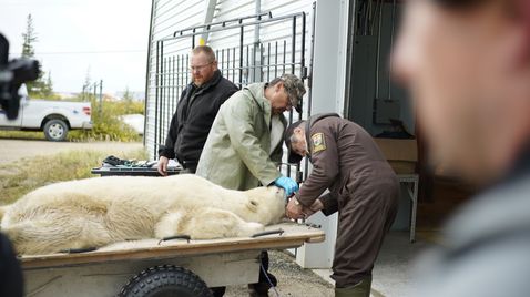 Unsere Helden: Die Tierärzte in der Arktis auf Sky Showcase