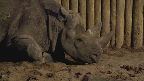 Zoo und so - Tierisch wild! auf Sky Nature