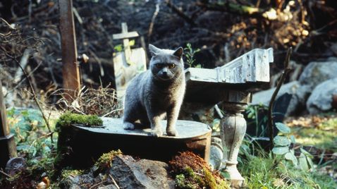 Friedhof der Kuscheltiere auf ATV2