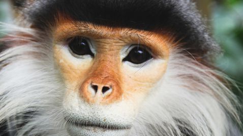 Indochina auf National Geographic Wild