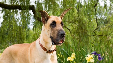 Marmaduke auf ORF 1