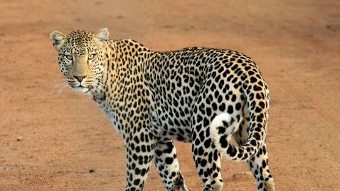 Wild Frank - Abenteuer in Afrika auf Animal Planet