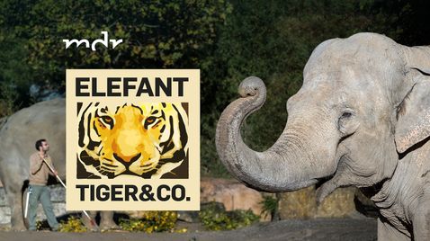 Elefant, Tiger & Co. auf MDR
