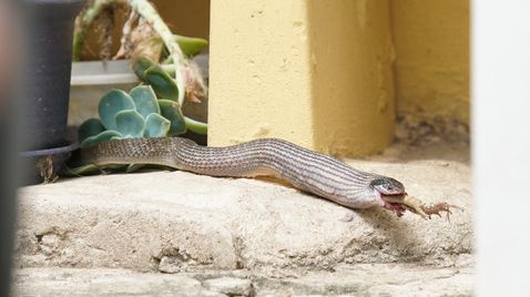 Snakes in the City auf National Geographic Wild