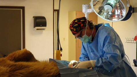 Tierarzt Dr. Jeff - Der Rocky Mountain Doc auf Animal Planet